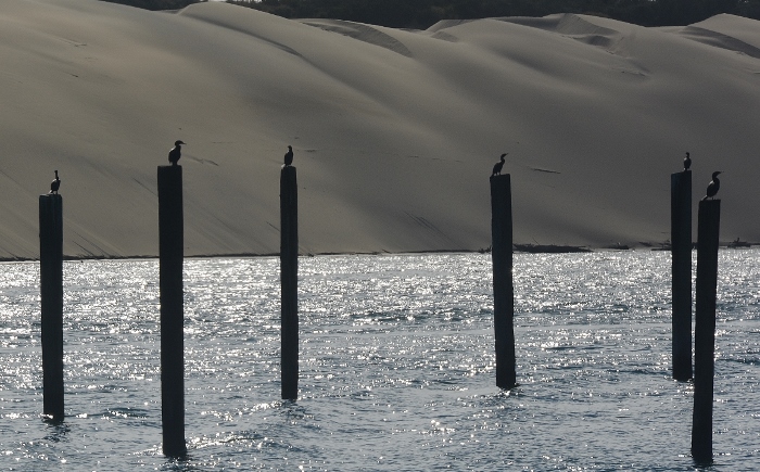 dunes lining the Siuslaw River